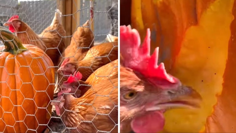 Chicken Pumpkin Carving