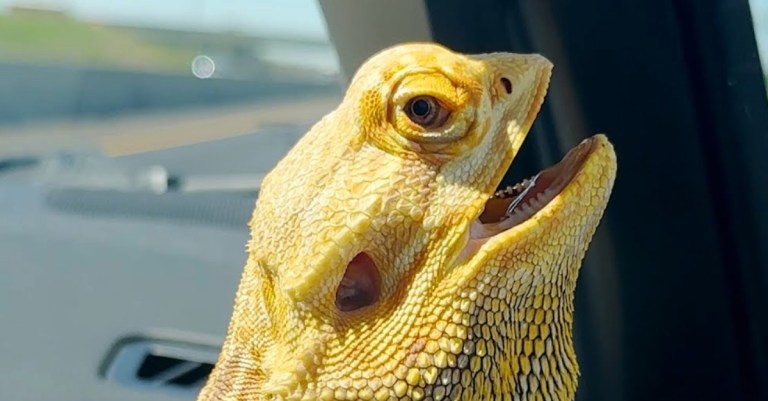 Chuck Bearded Dragon