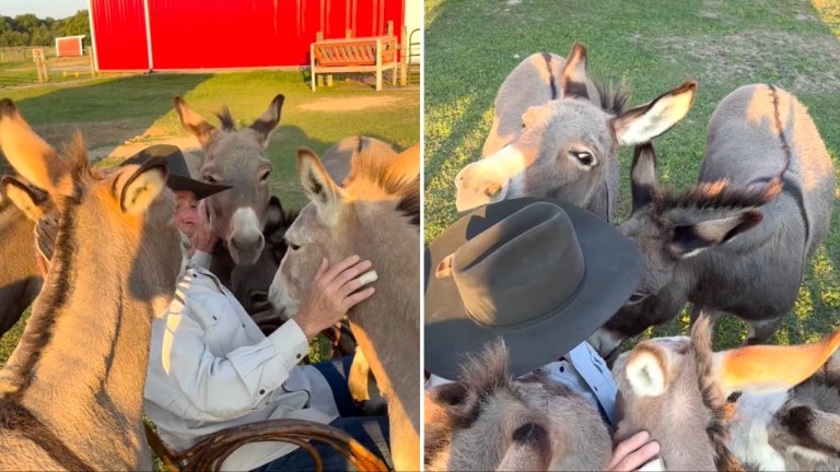 Donkeys Crowd Around Singing Man