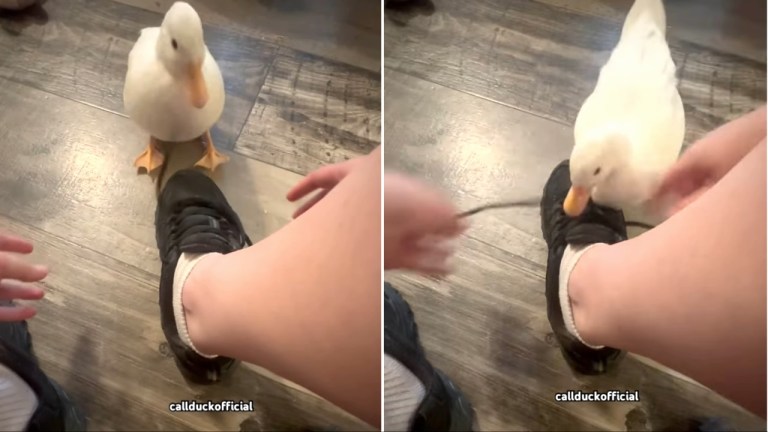 Duck Blocks Shoelaces