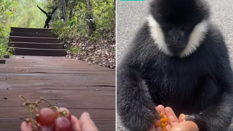 Gibbon Runs for Grapes and Berries