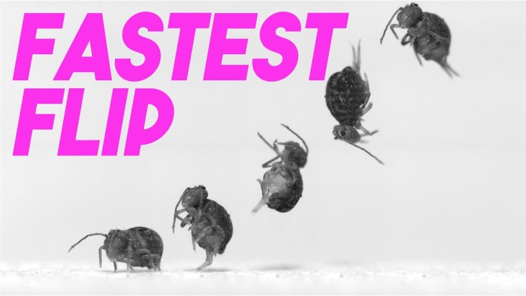 Globular Springtails Fastest Flip