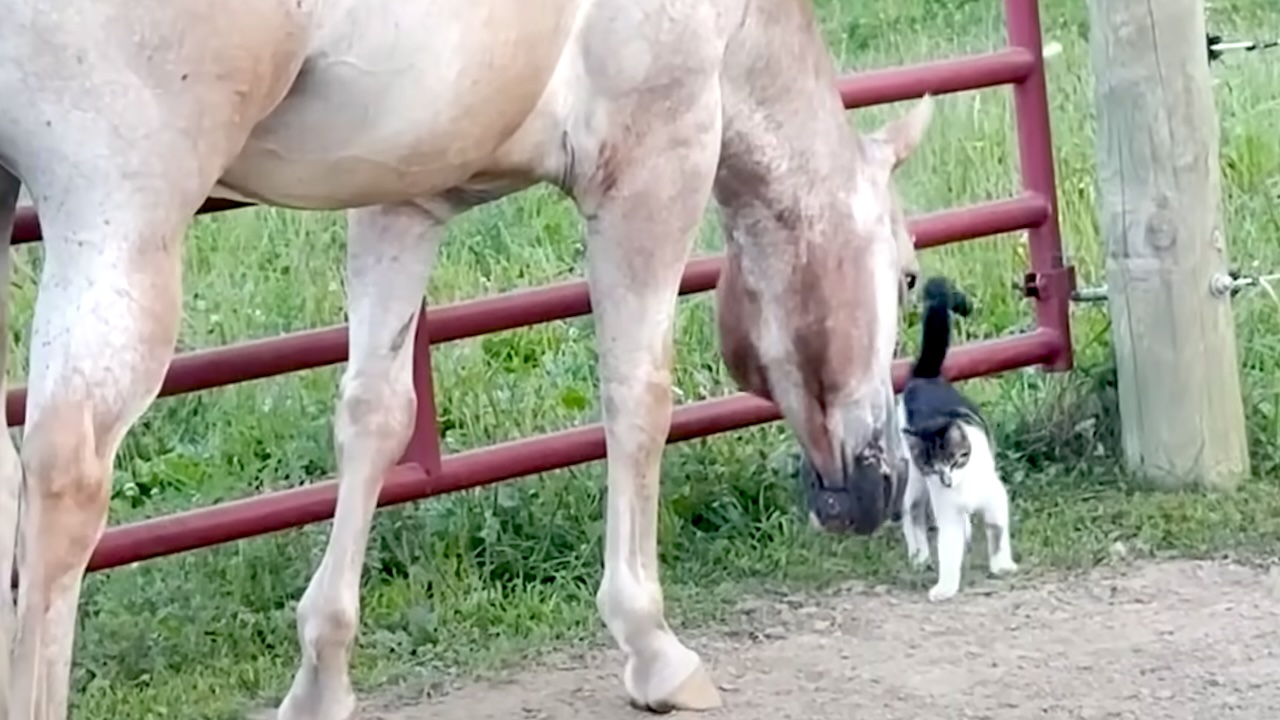 Rescued Horses Welcome Stray Kitten Into Their Herd