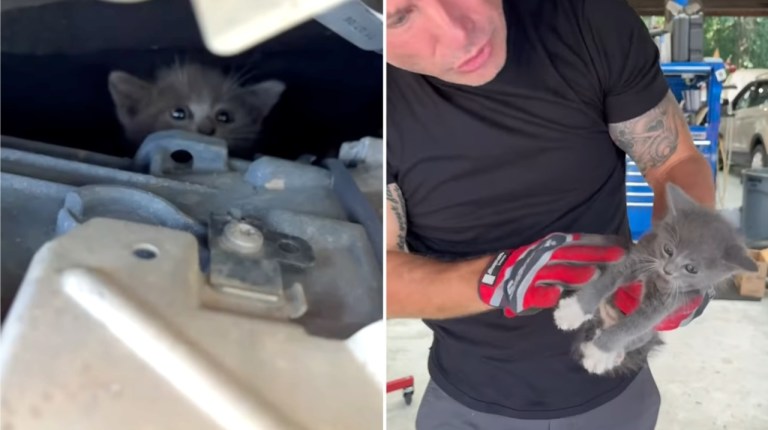 Mechanic Kitten Mercedes Engine