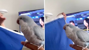 Parrot Imitates Zipper