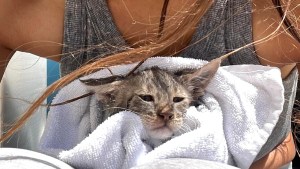 Saving Drowning Kitten in Greece