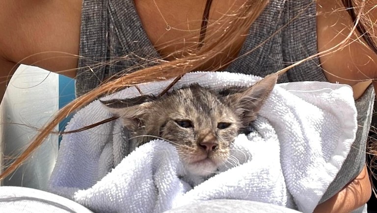 Saving Drowning Kitten in Greece