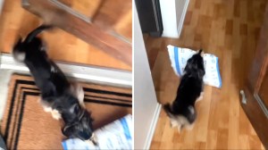 dachshund brings in package