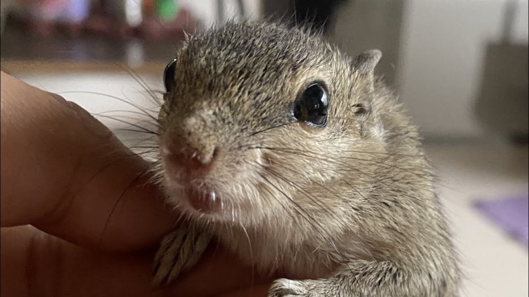 Baby Squirrel Finds Family