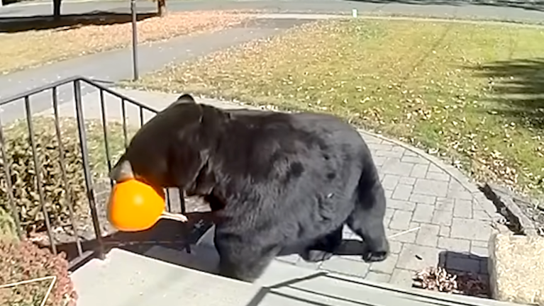 Black Bear Stolen Pumpkin