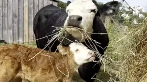 Blind Calf and Mom Free