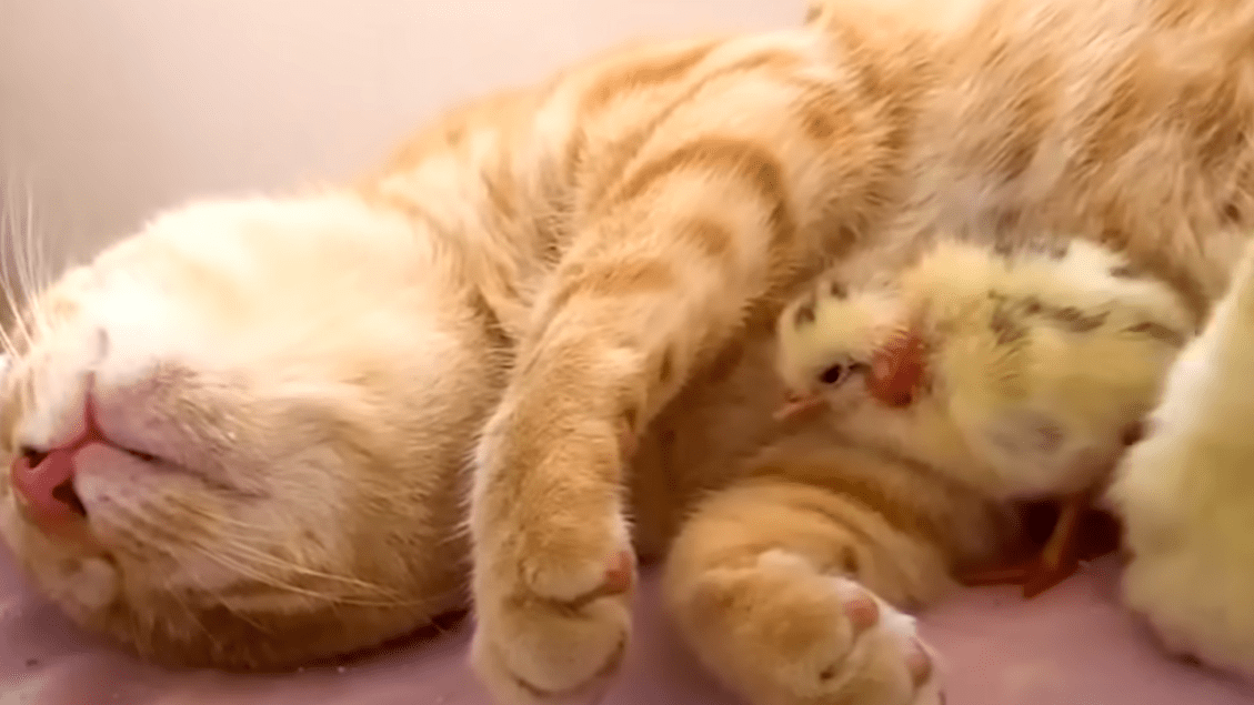 Blind-Cat-Cuddles-Baby-Chicks.png?w=1130