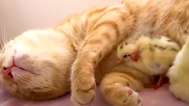 Blind Cat Cuddles Baby Chicks