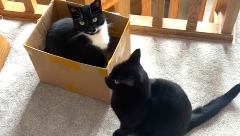 Cat Cardbox Queue