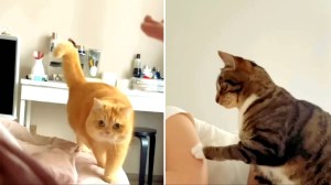 Cats Waking Humans Up