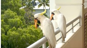 Cockatoos Eat Leftover Pizza