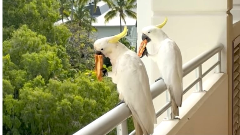 Cockatoos Eat Leftover Pizza