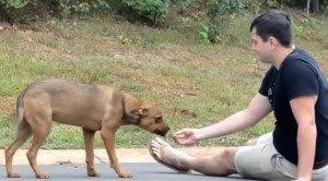 Couple Rescues Hungry Dog