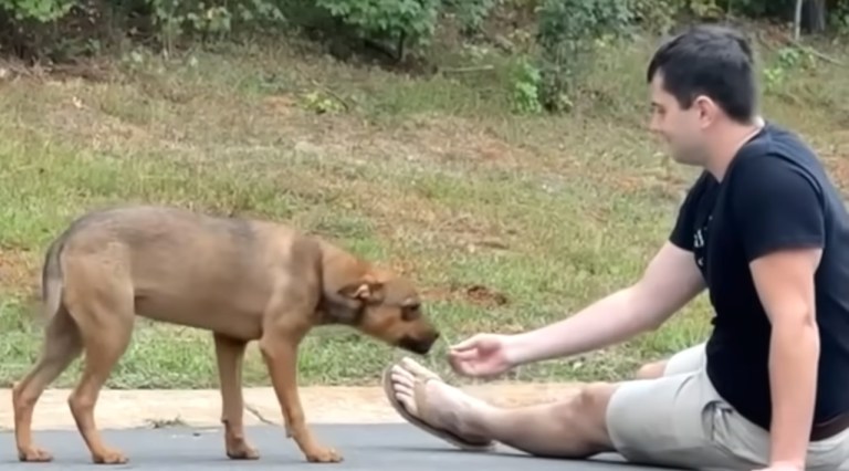 Couple Rescues Hungry Dog