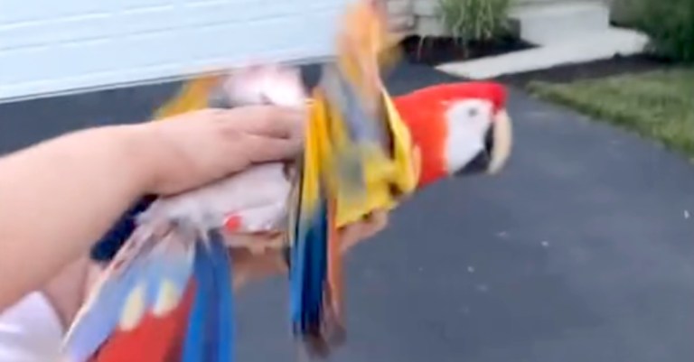 Disabled Parrot Flies