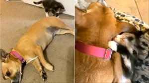 Dog Rescues Kitten