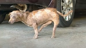 Dog With Backwards Legs