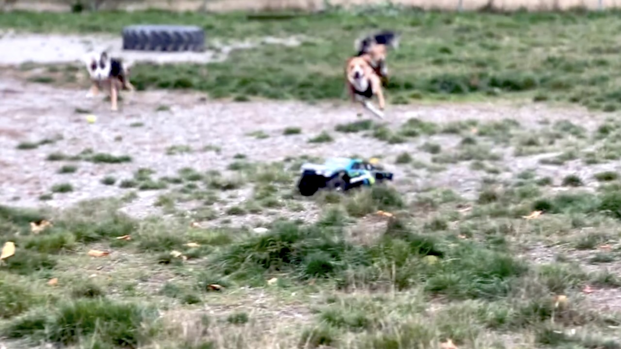 Dogs chasing rc car hotsell