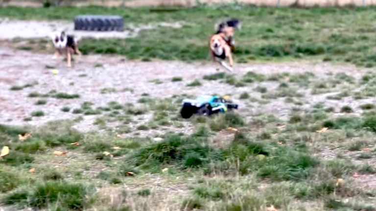 Dogs Chase RC Car