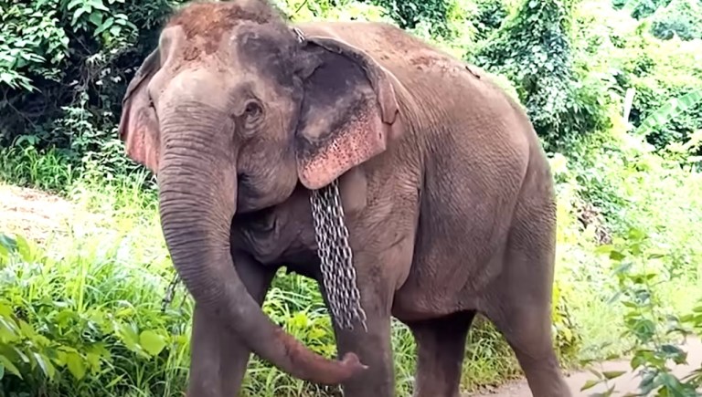 Elephant Walks Free After 41 Years