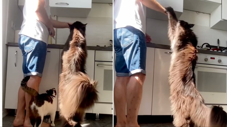 Giant Maine Coon Reaches Counter