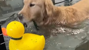 Golden Retriever Rubber Ducky