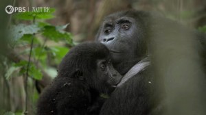 Gorilla Snuggling Baby