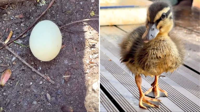 Hatching Abandoned Duck Egg