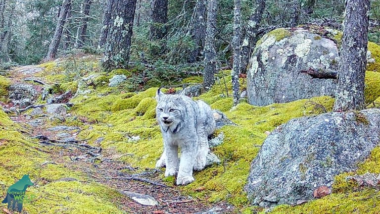 Lynx Voyageurs Wolf Project