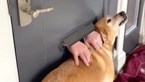 Mailman Pets Dog Through Mail Slot