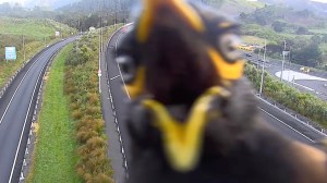 Myna Bird Photobombs NZ Traffic Camera