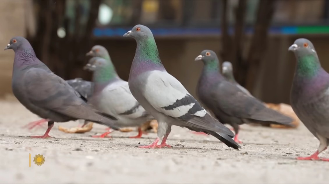 New-York-City-Pigeons.jpg?w=1130