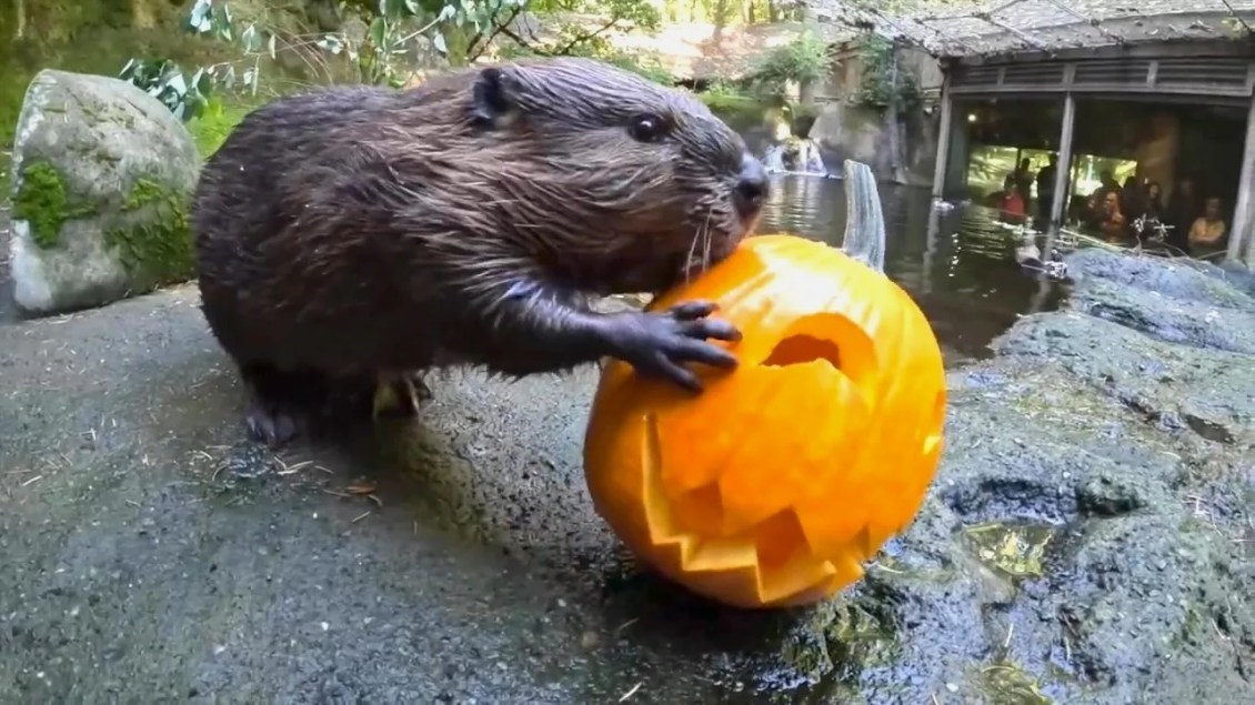 Oregon Zoo Beaver Eats Pumpkin