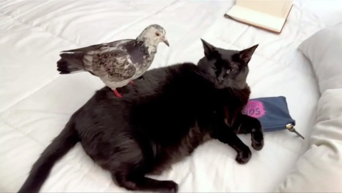 Pigeon Gives Cat Massage