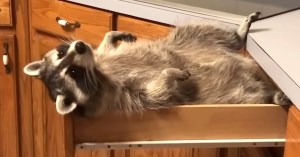 Raccoon Sleeps in Kitchen Drawer