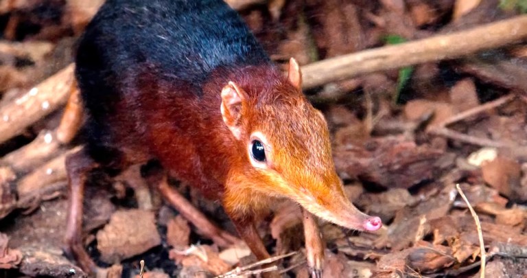 Sengi Tiny Elephant