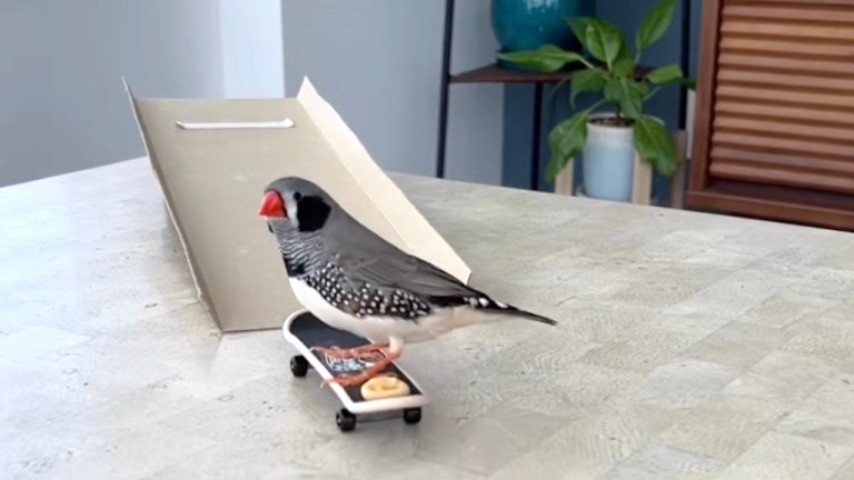 Skateboarding Finch