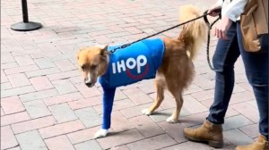 Tripod IHOP Dog