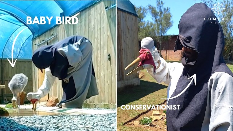 Wildlife Worker Dresses Up Like Bird