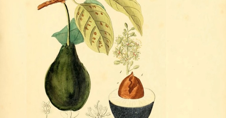 Avocado History