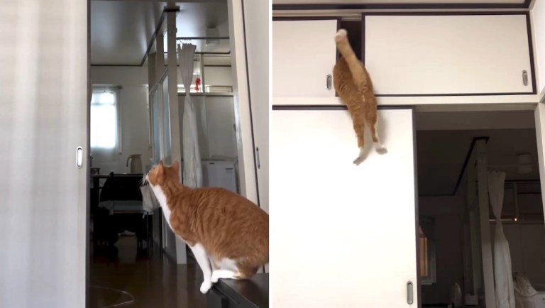 Cat Height Challenge