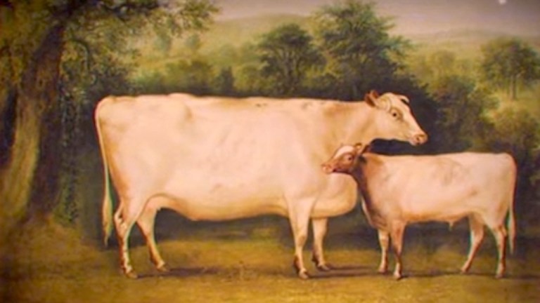 Cows With Corners