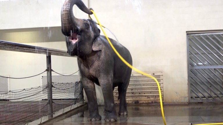 Elephant Shower Hose