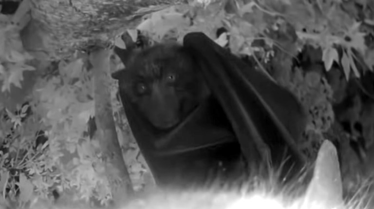 Flying Fox Night Vision