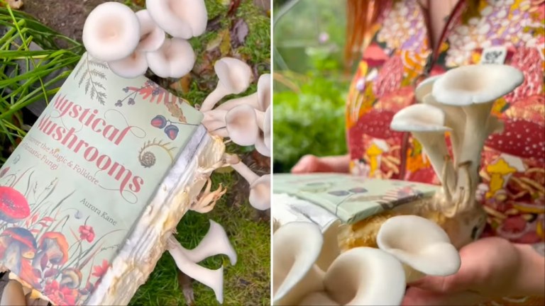 How to Grow Mushrooms on Book